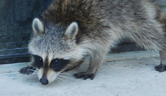 Raccoon Removal in Bloomington