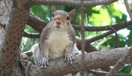 Squirrel Removal in Bloomington