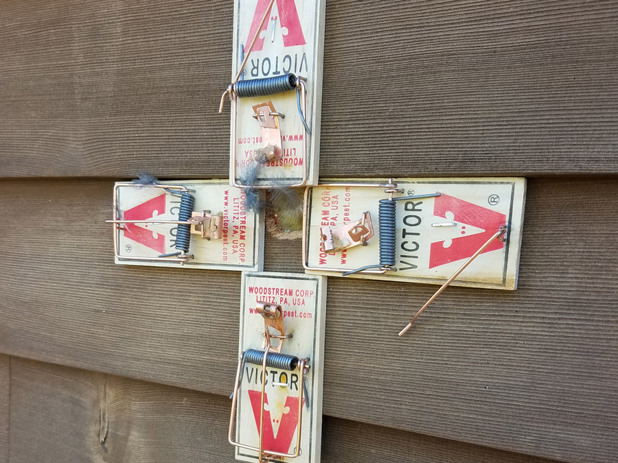 Targeted Rodent Control and Exclusion Bloomington IN