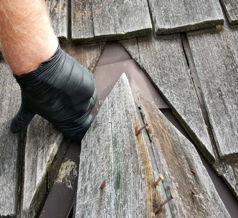 Bat Inspection Bloomington Indiana